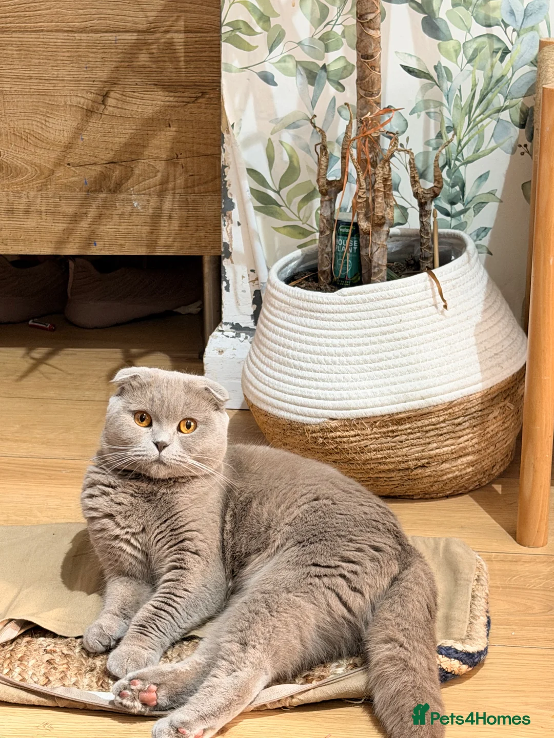Scottish Fold cats for sale: Scottish fold female in Manchester - Advert 1