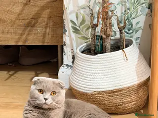 Scottish Fold cats Scottish fold female - Advert 2