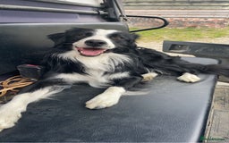 Border Collie dogs for sale: Beautiful border collie puppies for sale  - Image 16