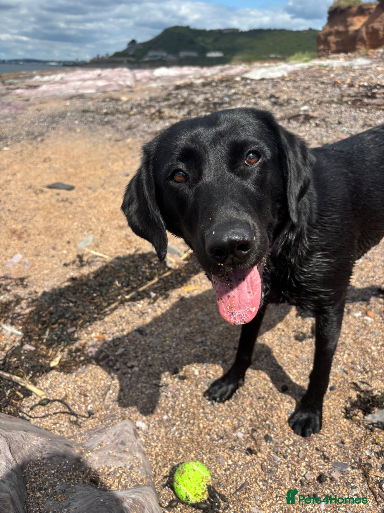 Labrador Retriever dogs KC Registered Pedigree Labrador Puppies - Advert 1