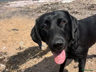 Labrador Retriever dogs KC Registered Pedigree Labrador Puppies - Advert 1