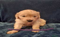 Golden Retriever dogs for sale: Beautiful KC reg Golden Retriever pups - Image 5