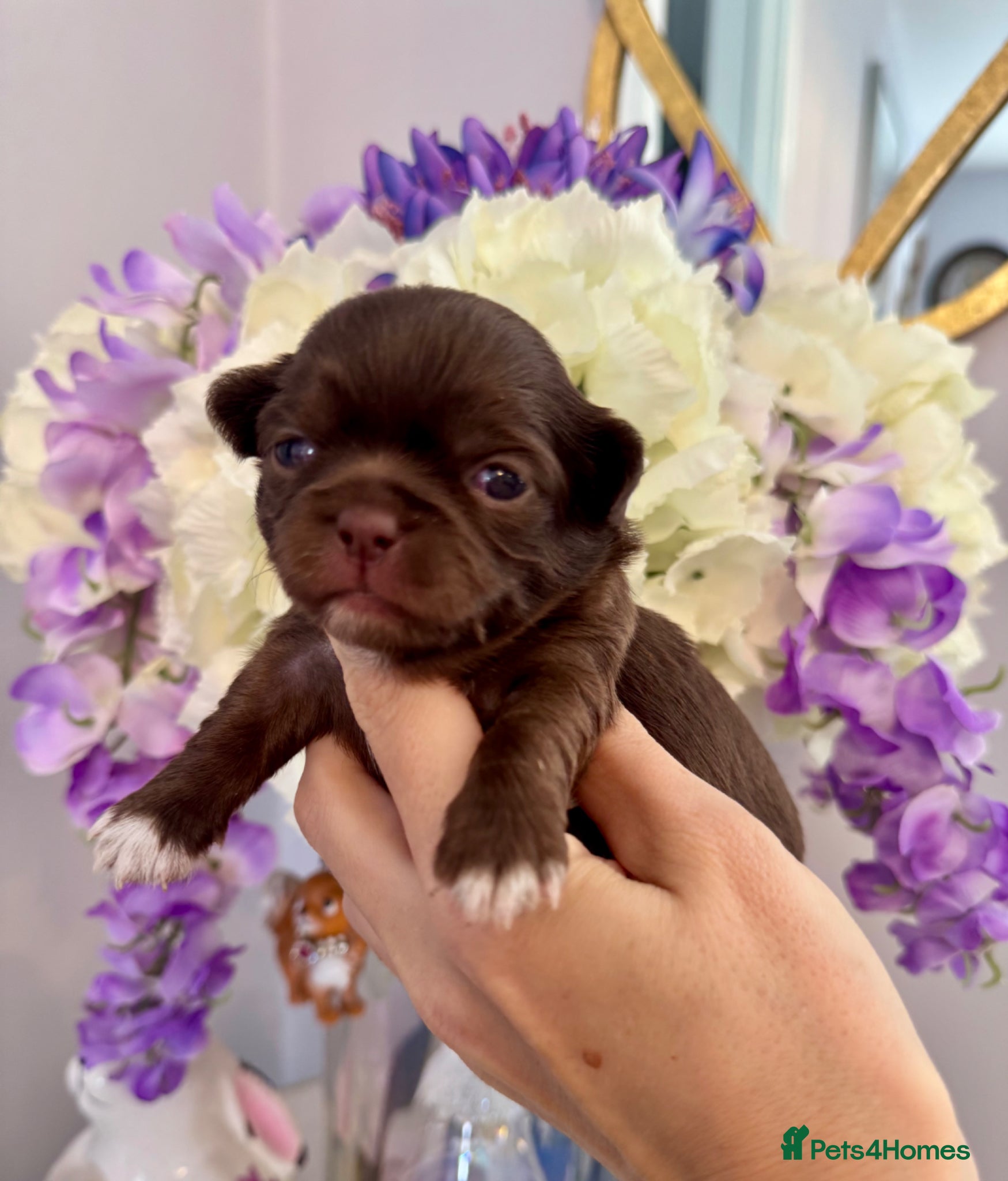 Chihuahua dogs 🤎 Exotic KC LC chocolate chihuahuas 🤎 - Advert 2