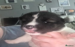 Akita dogs for sale: Akita pups Ready to leave 1st August  in Runcorn - Image 21