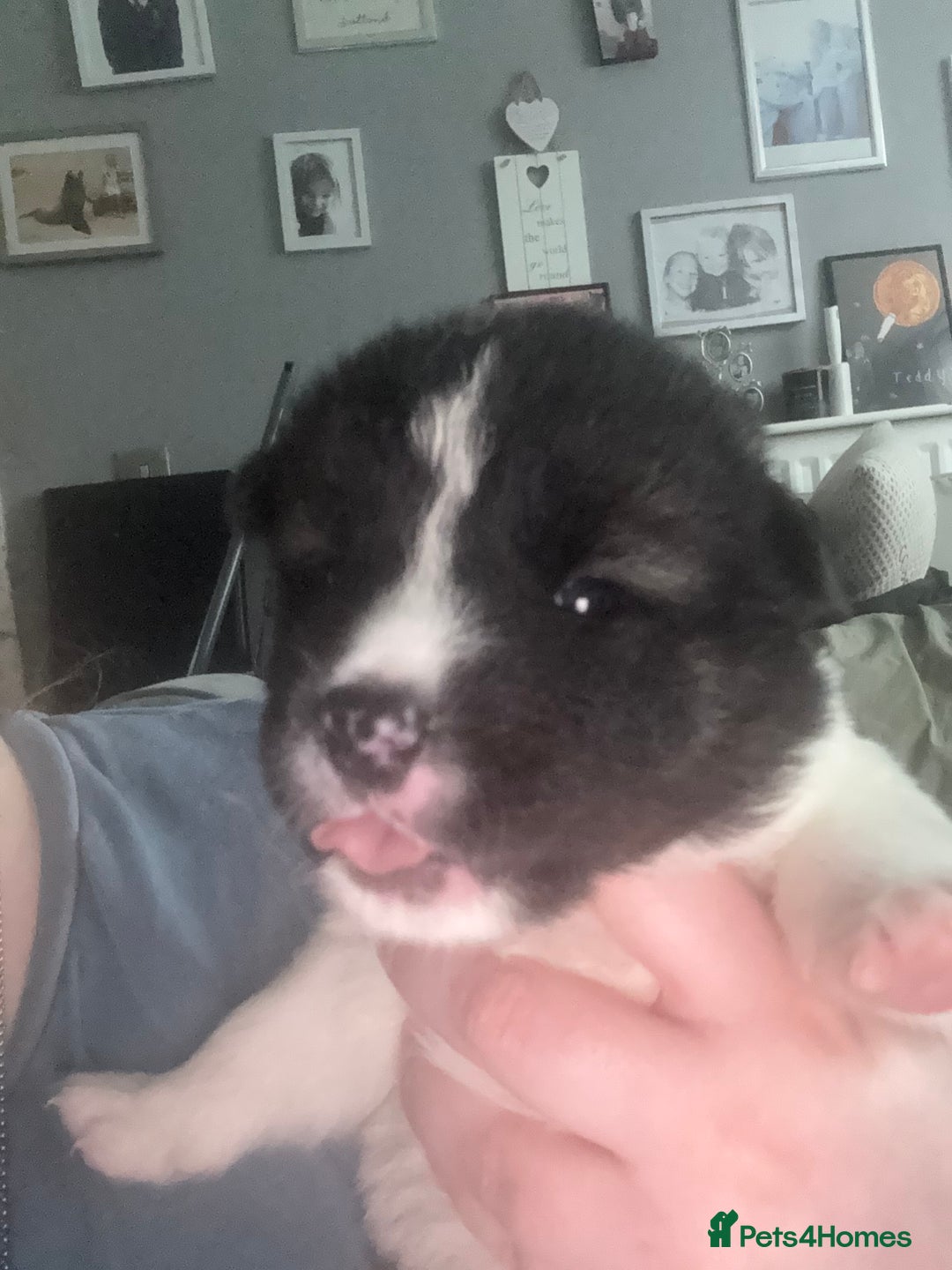 Akita dogs for sale: Akita pups Ready to leave 1st August  in Runcorn - Image 21