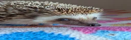 Pygmy Hedgehog rodents for sale: Celine is looking for a 5*Home - Advert 4