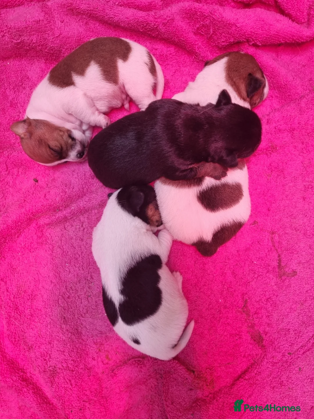 Jack Russell dogs for sale: Jack Russell Pups  - Advert 2