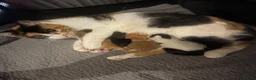 Mixed Breed cats for sale: Kittens ready for their forever home  - Advert 6
