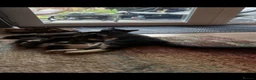Mixed Breed cats for sale: Mixed breed black and white kittens - Advert 8