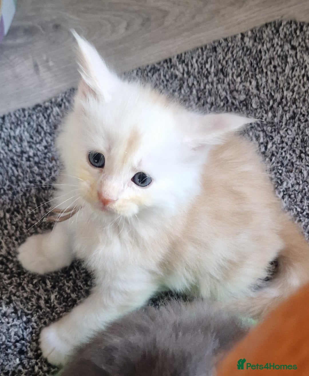 Maine Coon cats for sale: Beautiful Fluffy Maine Coon Kittens - Image 8