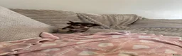 Chihuahua dogs for sale: Gorgeous chocolate tri chihuahua puppy boy - Advert 9