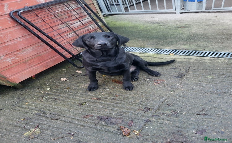 Labrador Retriever dogs - Advert 2