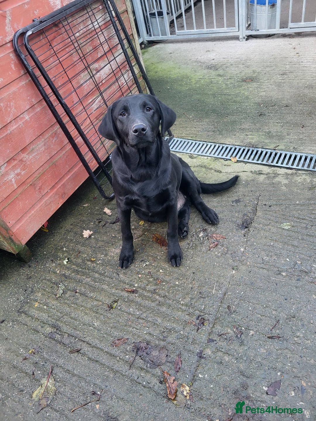 Labrador Retriever dogs for sale: 7 month old male labrador  - Image 1
