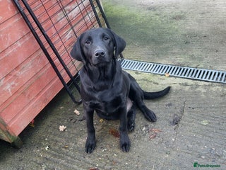 Labrador Retriever dogs - Advert 1