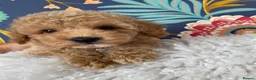 Maltipoo dogs for sale: RARE Champagne Maltipoo Girl 🩷One Left🩷 - Advert 11