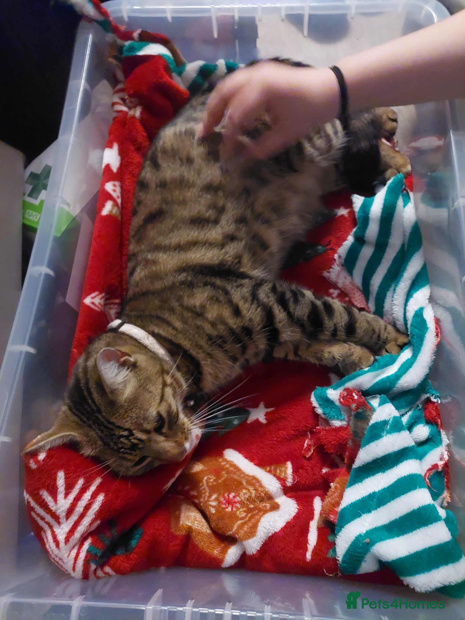 Mixed Breed cats Fluffy female, adorable male - Advert 3