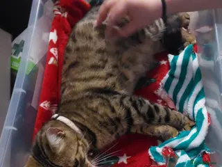 Mixed Breed cats Fluffy female, adorable male - Advert 3