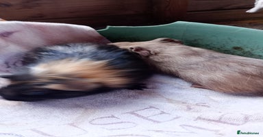 Guinea Pig rodents - Advert 8