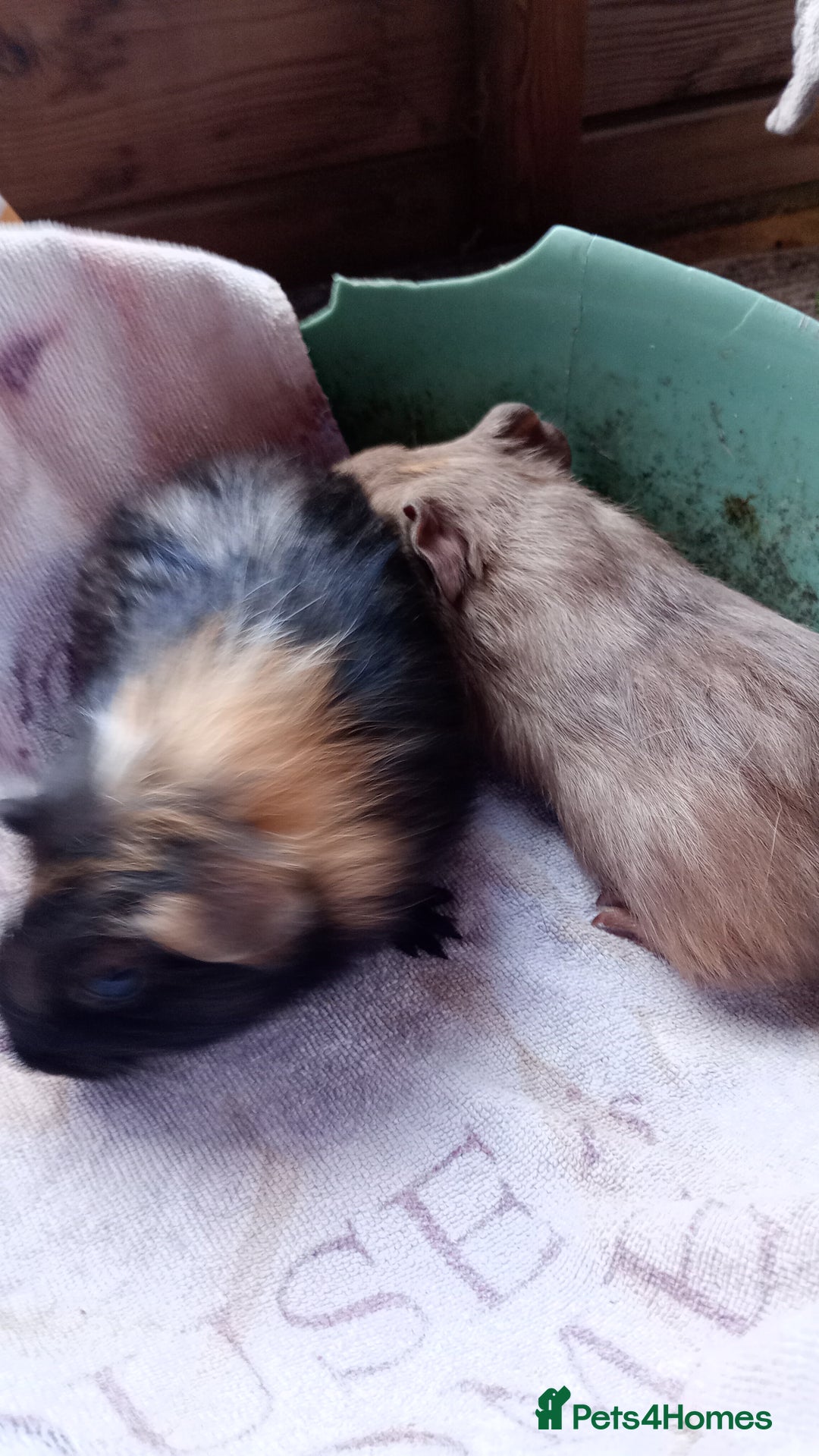 Guinea Pig rodents for sale: Baby Guinea Pigs. - Image 3