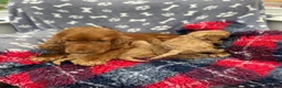 Cockapoo dogs for sale: Stunning F1 cockapoos - Advert 2