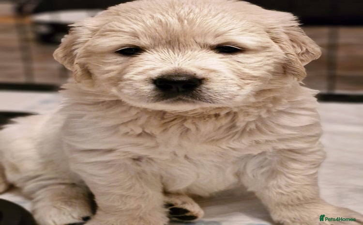 Golden Retriever dogs - Advert 1