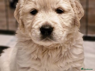 Golden Retriever dogs - Advert 1