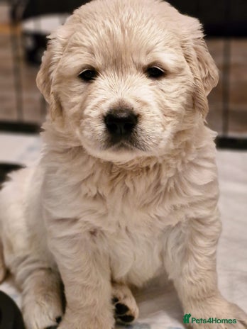 Golden Retriever dogs - Advert 1