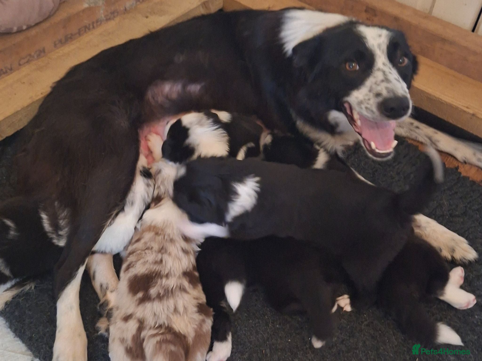 Border Collie dogs Gorgeous Border Collie Puppies - Advert 1