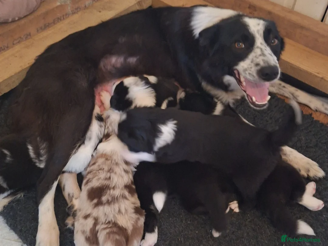 Border Collie dogs for sale: Gorgeous Border Collie Puppies - Advert 1