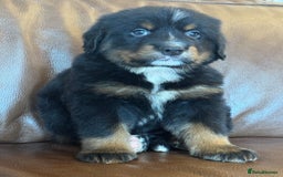 Mixed Breed dogs for sale: Labernese x Bernese mountain dog puppies  - Image 37