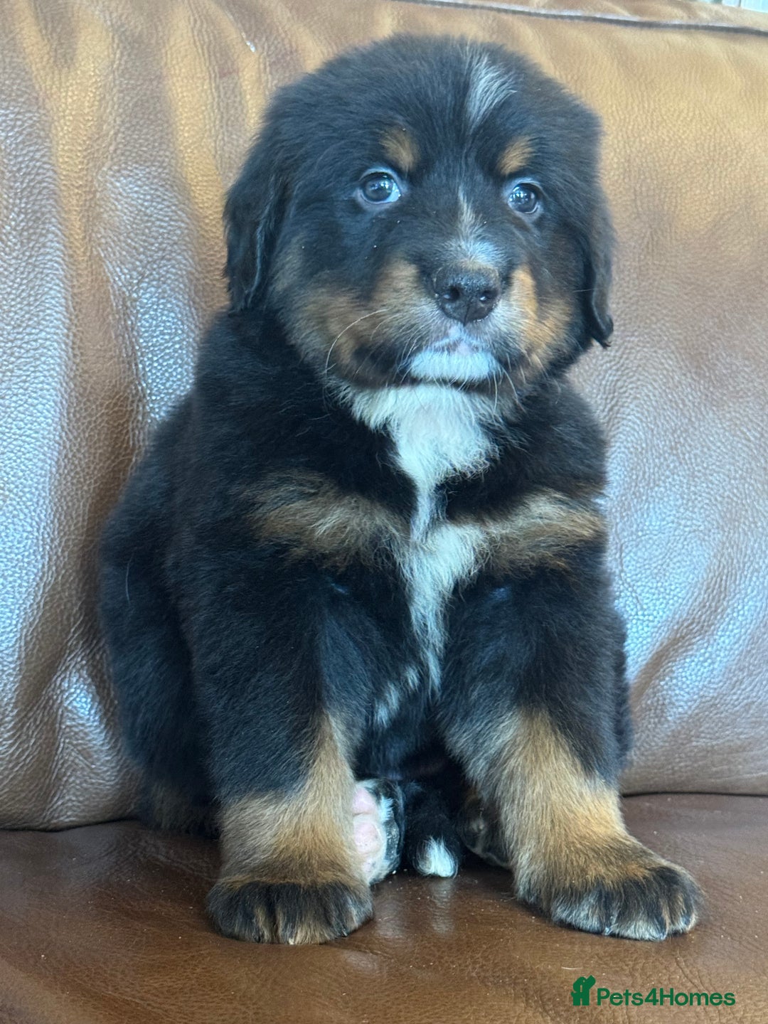 Mixed Breed dogs for sale: Labernese x Bernese mountain dog puppies  - Image 37