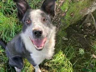 Border Collie dogs Bob the border collie - Advert 1