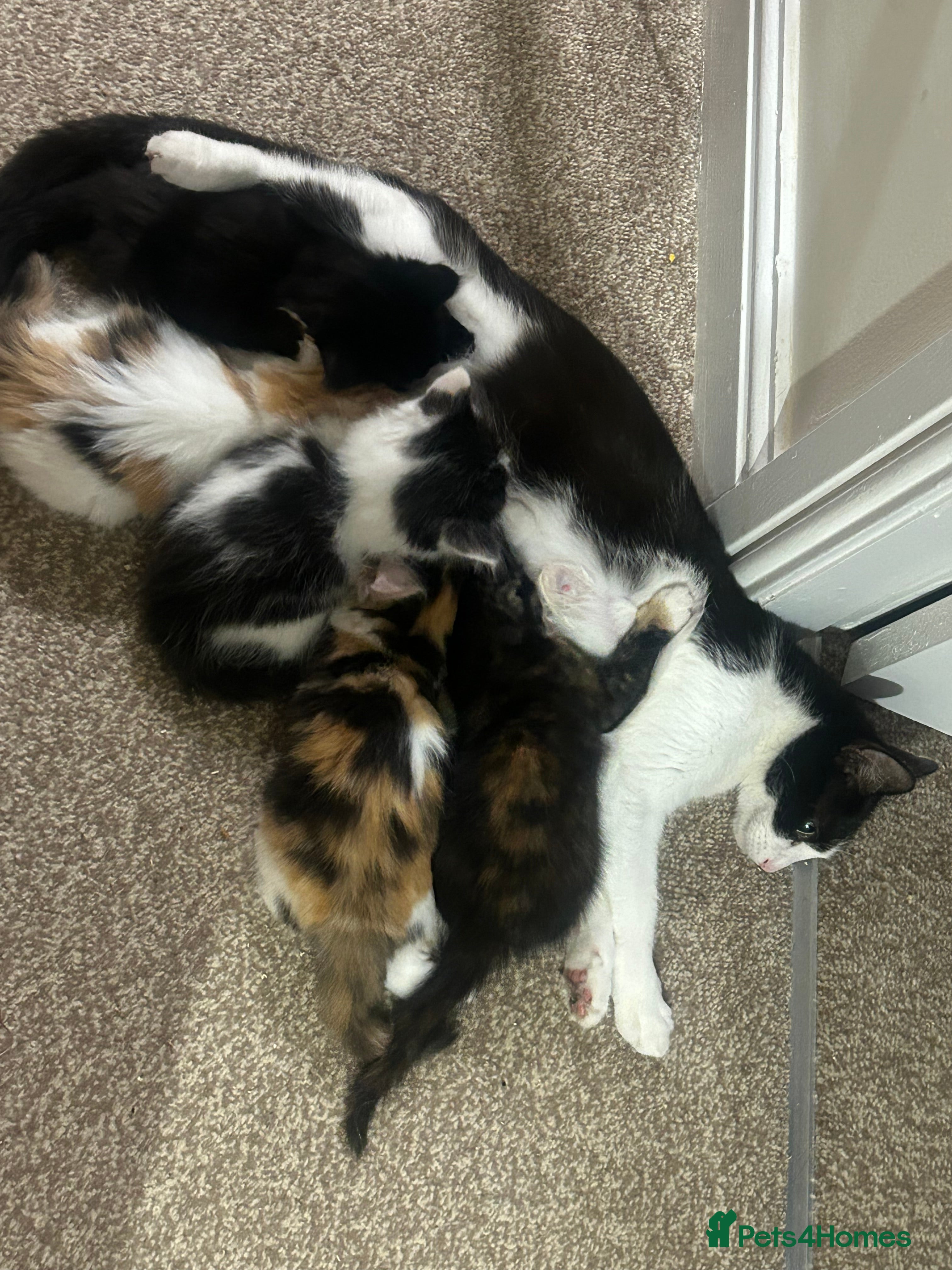 Mixed Breed cats for sale: One boy, two girls  - Advert 2