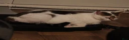 Mixed Breed cats for sale: Deserves a world I just can't offer anymore :(  in Manchester - Advert 3