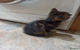 British Shorthair cats for sale: Beautiful tabby kittens - Image 22
