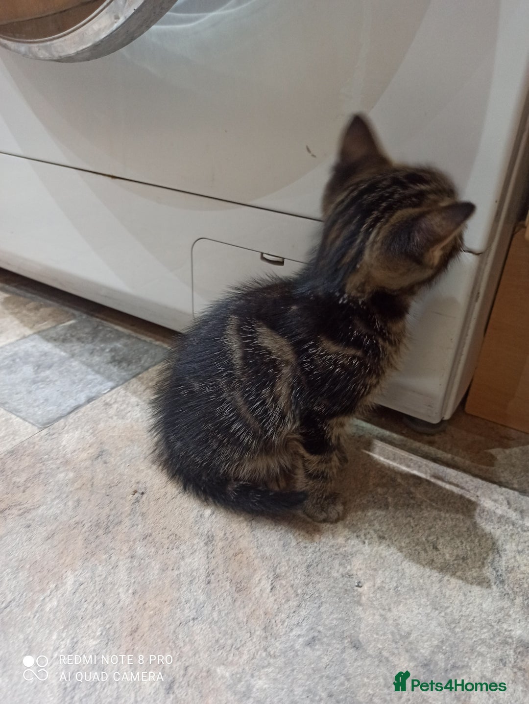 British Shorthair cats for sale: Beautiful tabby kittens - Image 22