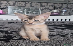 Abyssinian cats for sale: Abyssinian Kittens - Image 13