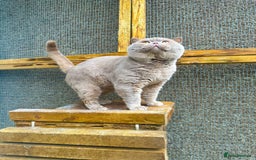 British Shorthair cats for sale: GCCF reg BS kittens true to type cinnamon  - Image 13