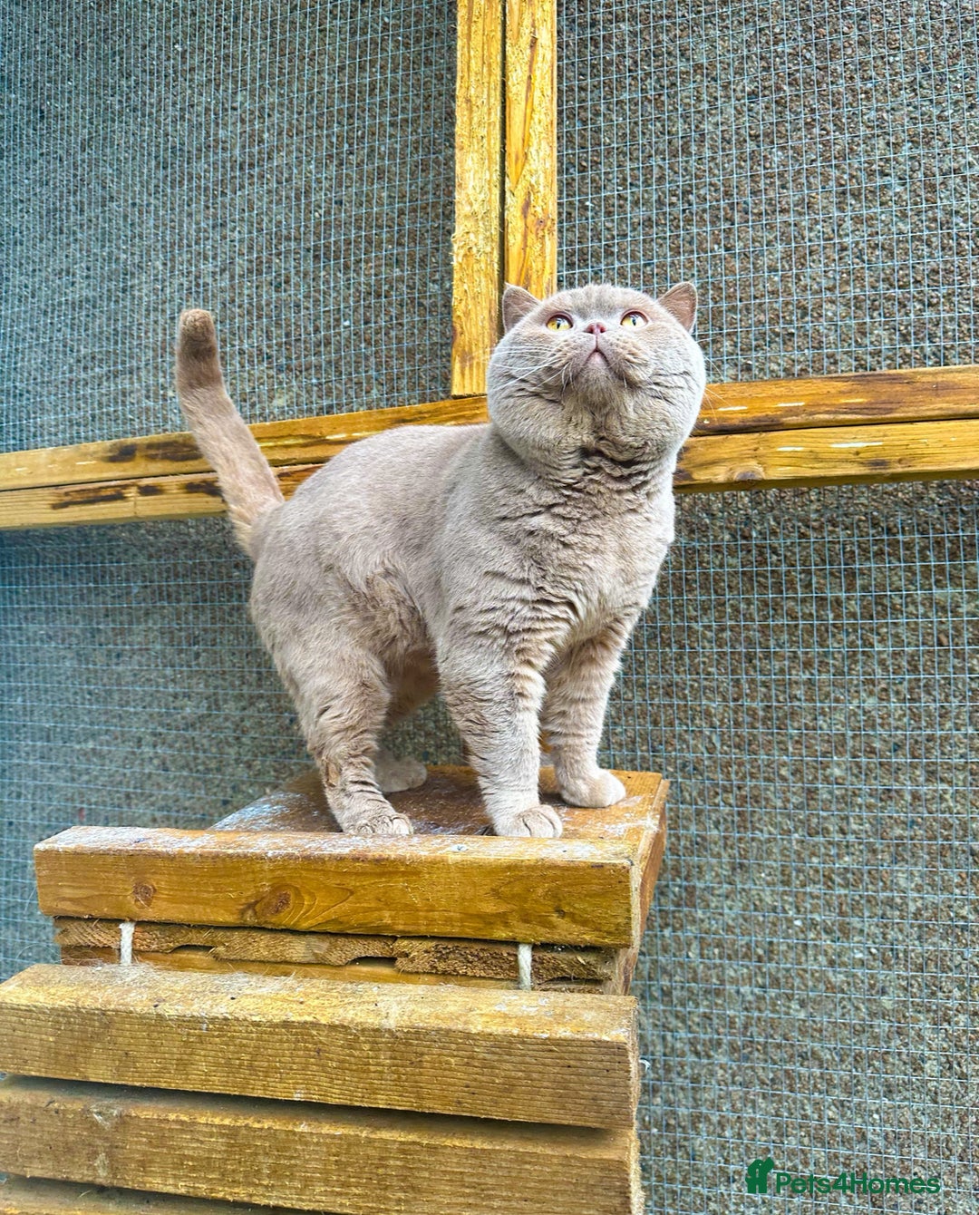 British Shorthair cats for sale: GCCF reg BS kittens true to type cinnamon  - Image 13