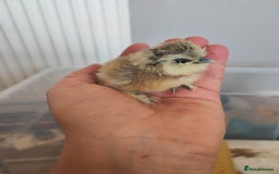 Chickens poultry for sale: USA silkie, jumbo coturnix, celadon quails - Image 20