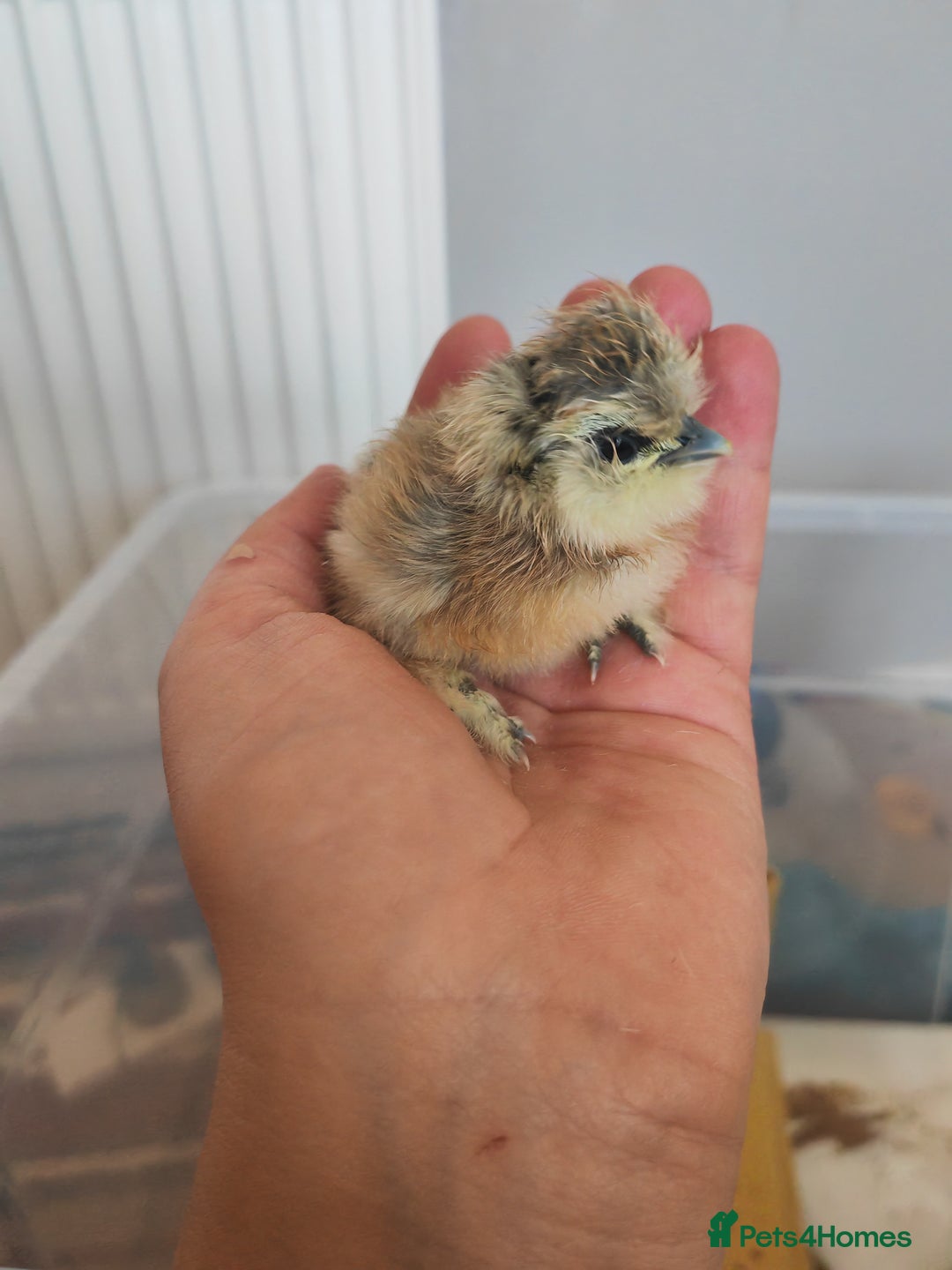 Chickens poultry for sale: USA silkie, jumbo coturnix, celadon quails - Image 20
