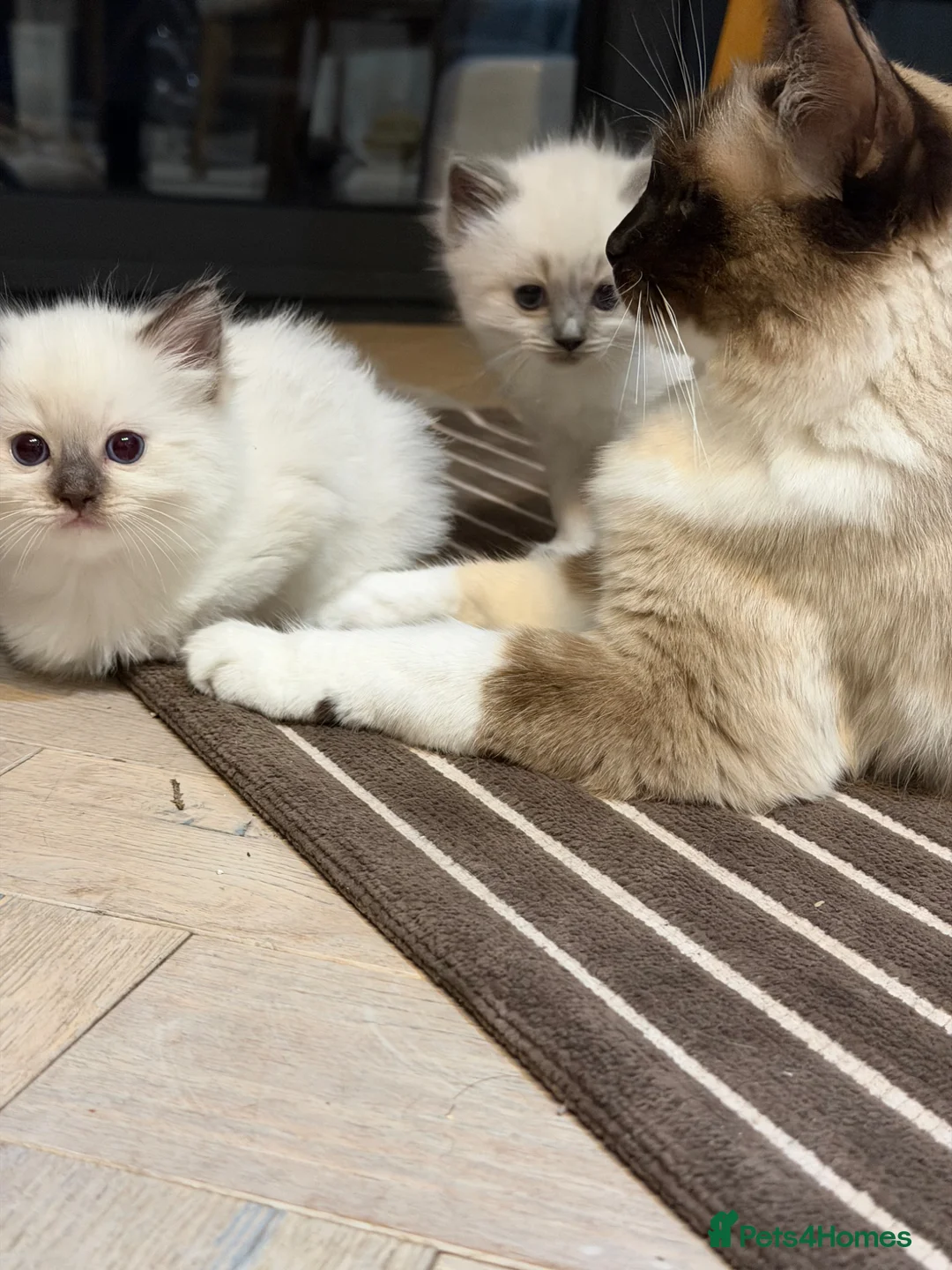 Ragdoll cats for sale: 💙💗PURE Ragdoll kittens 💗💙 in London - Advert 2