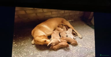 Labrador Retriever dogs - Advert 2