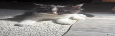 Kitten 4 