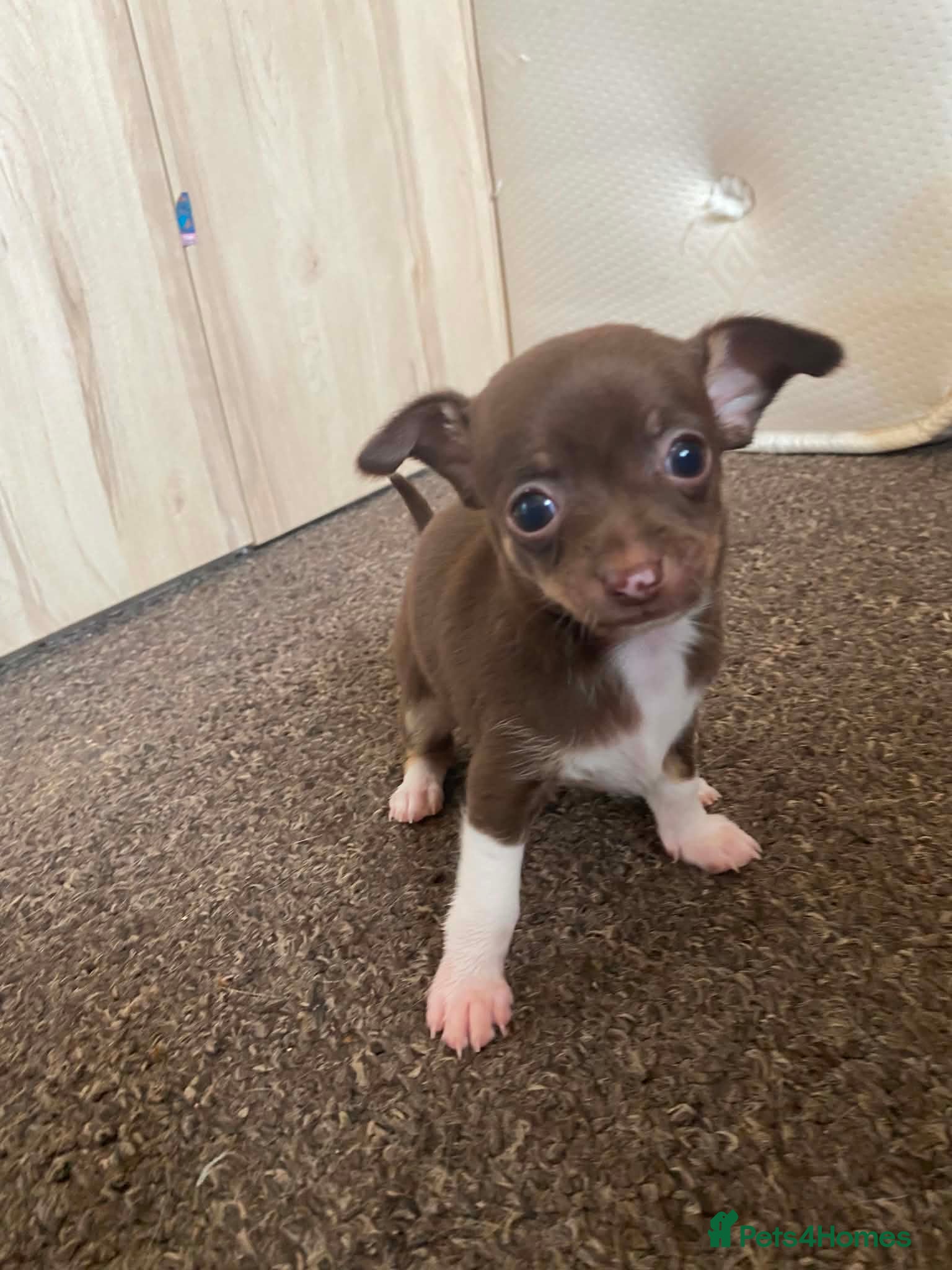 Chihuahua dogs for sale: Chihuahua puppies - Advert 7