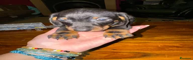 Miniature Dachshund 3