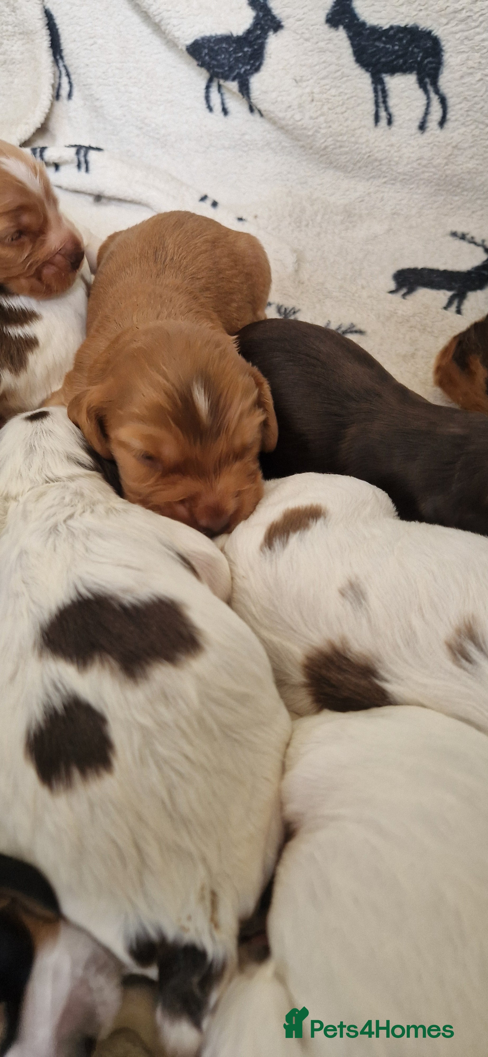 Cocker Spaniel dogs Gorgeous KC reg Show type cockers - Advert 2