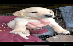 Labrador Retriever dogs for sale: Pedigree KC Reg Labrador puppies - Image 12