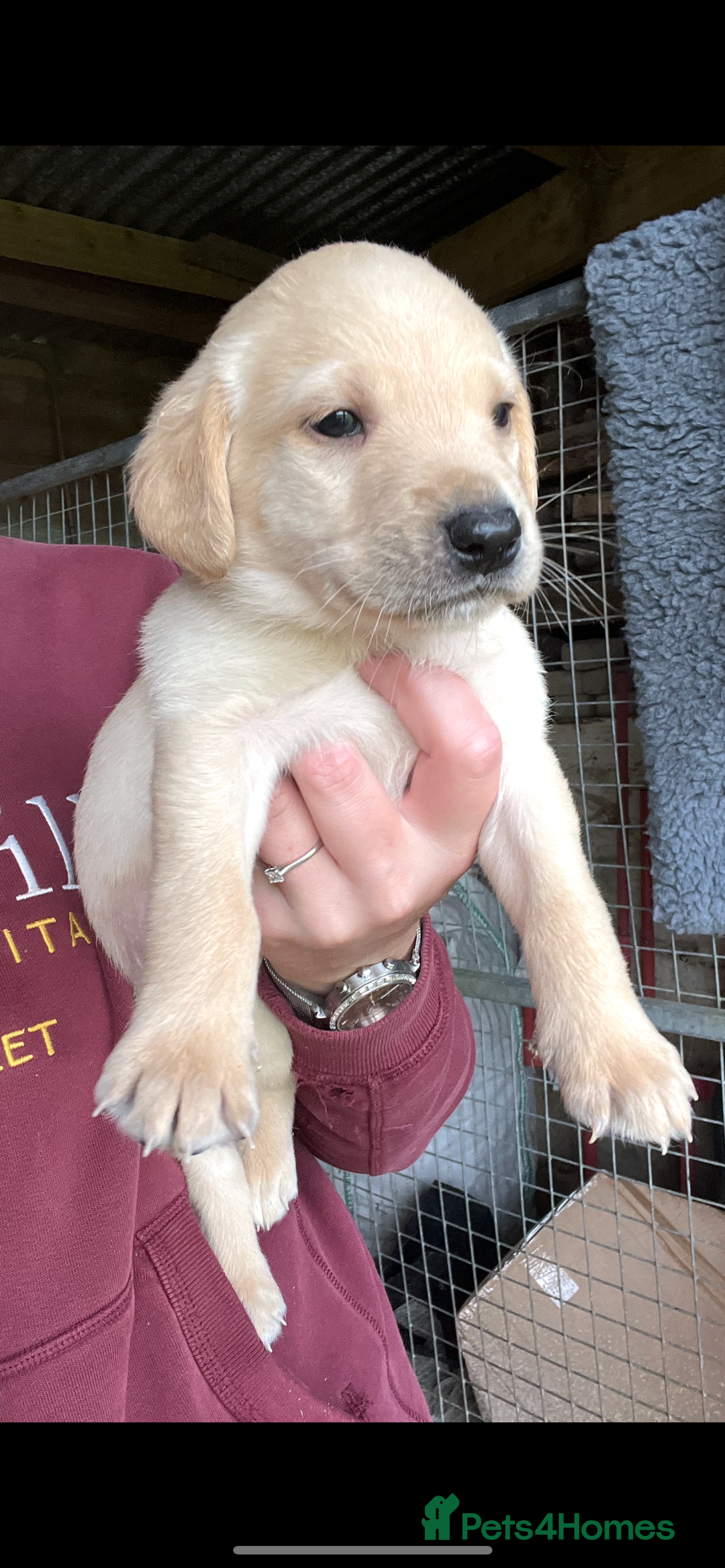 Labrador Retriever dogs for sale: Pedigree KC Reg Labrador puppies - Image 12