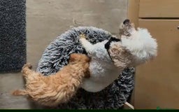 Maltipoo dogs for sale: Adorable Maltipoo Puppy  - Image 4